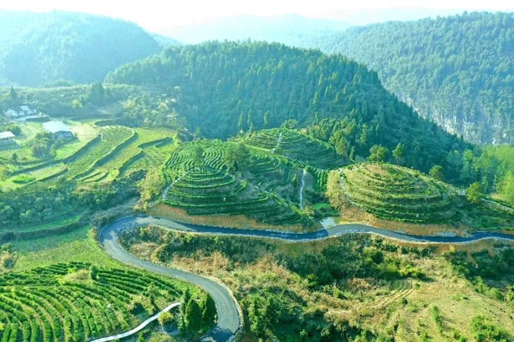 古丈毛尖,看得见风景的茶园