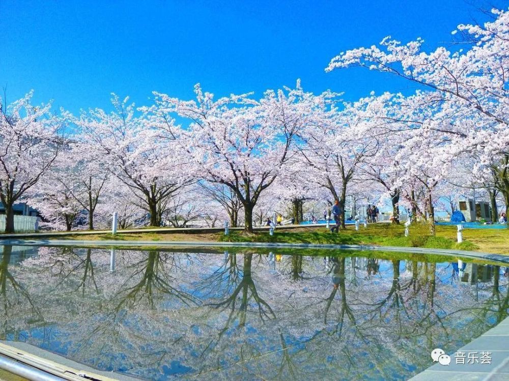 日本樱花美景 美曲,美的享受