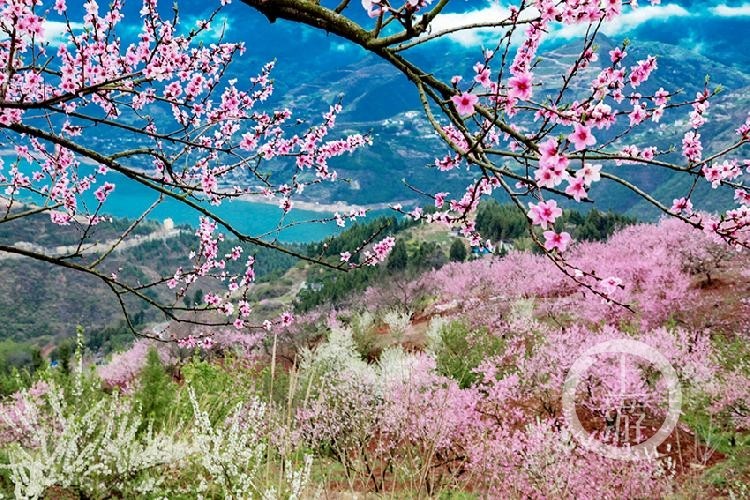 进入三月,巫峡两岸春暖花开,数十万亩油菜花,樱桃花,李花,桃花竞相