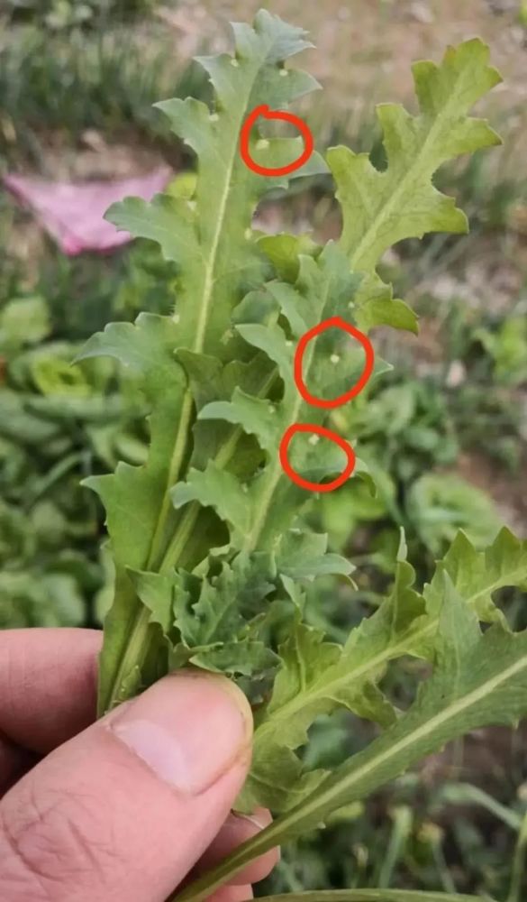 请看下图 罂粟苗和普通植物的区别,在叶片锯齿状凹槽处有白点(红色圈