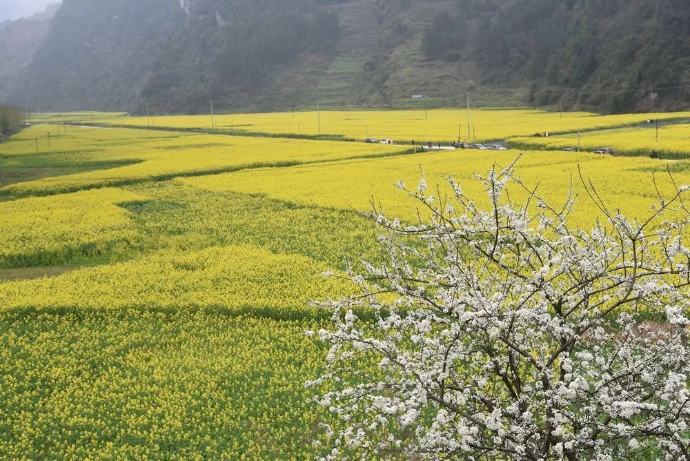 重庆丰都 油菜花海泛金波
