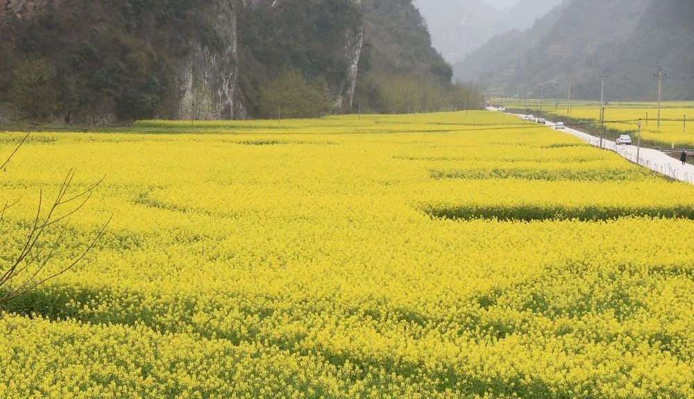 重庆丰都 油菜花海泛金波