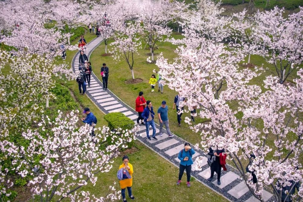 本周,宁波植物园招牌花事"浪漫樱花季"即将开启