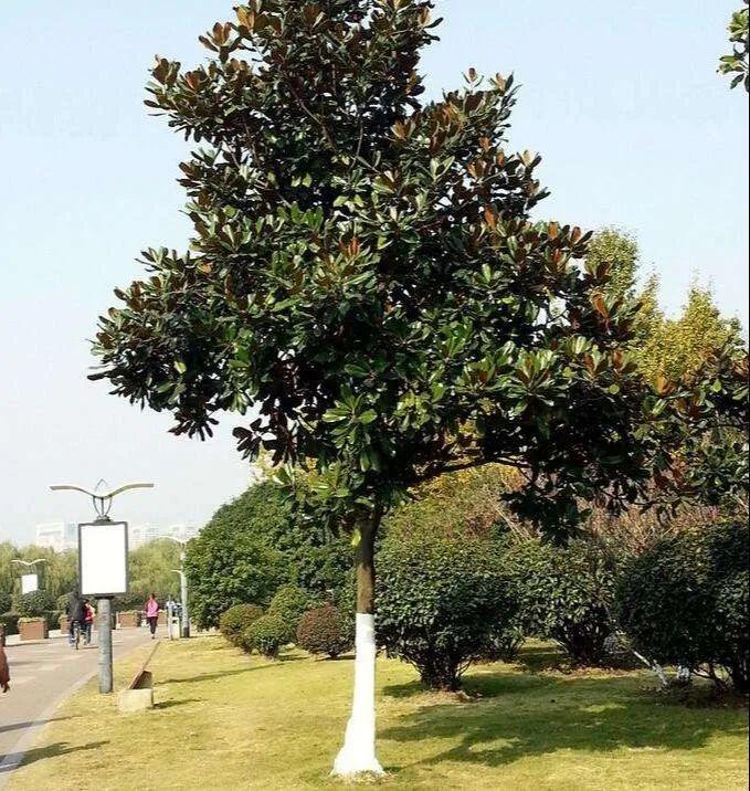 广玉兰 广玉兰树,学名为magnolia grandiflora l,为木兰科,木兰属常绿