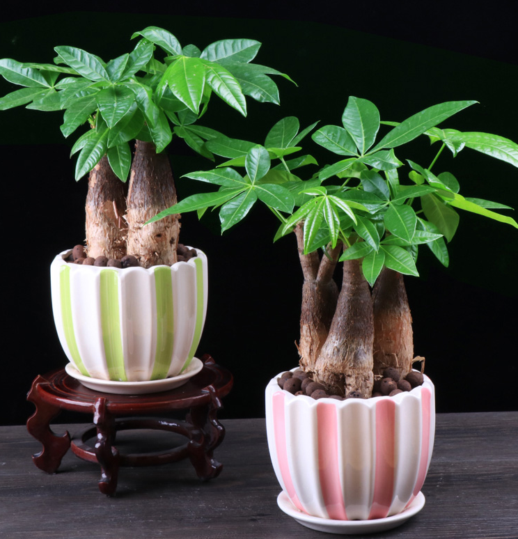发财树的开花时间?