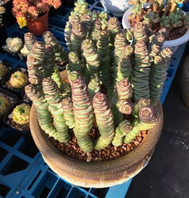 富贵大方的钱串多肉想要爆盆怎么养护?做到这几点就可以了