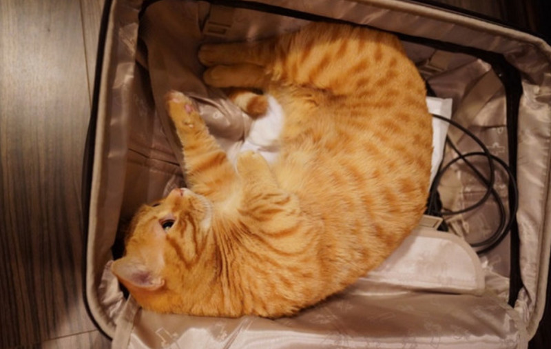 从照片中,我们可以看到,猫咪蜷缩在行李箱里面,它四只爪子都整齐地
