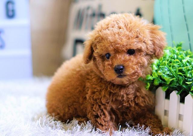 有哪些健康问题?有健康的茶杯犬吗?