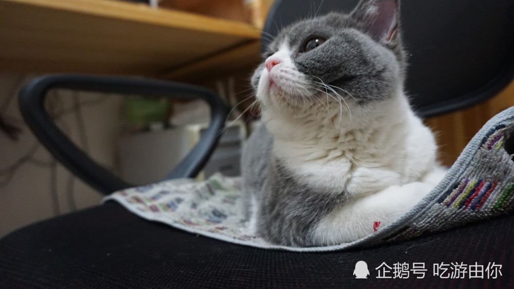 猫咪这些举动就是在表达