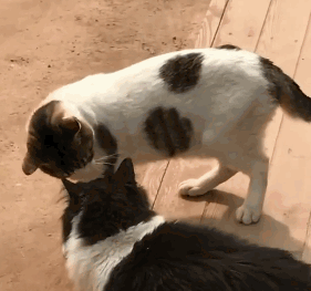 三花就摸了一下奶牛猫的头,奶牛猫竟然要打架