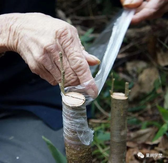 果树嫁接成功与否受多种因素影响,如何巧妙避开才是嫁接的关键