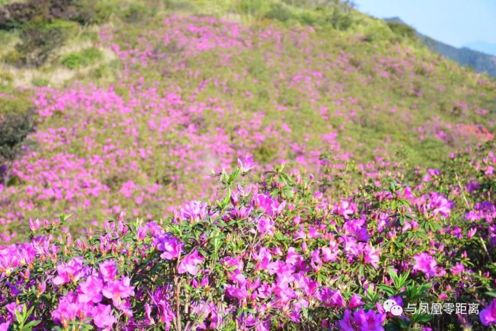 凤凰山,杜鹃花,乌岽山天池,景区,杜鹃花海