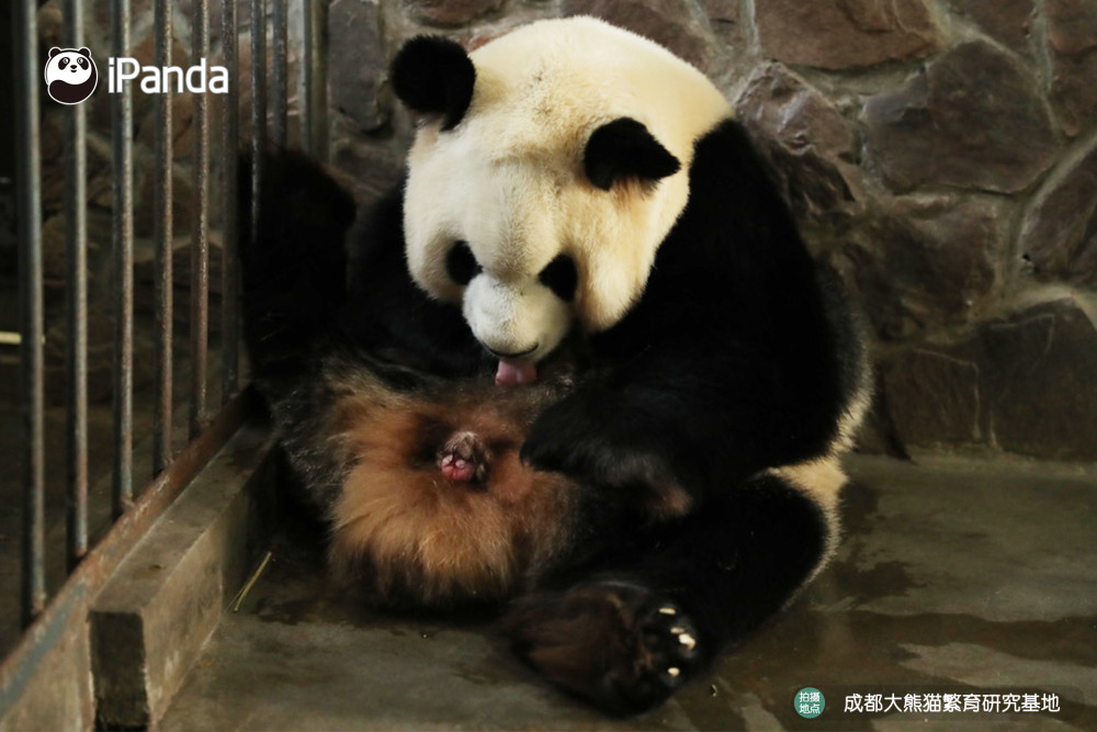 大熊猫,国宝,滚滚,双胞胎,动物
