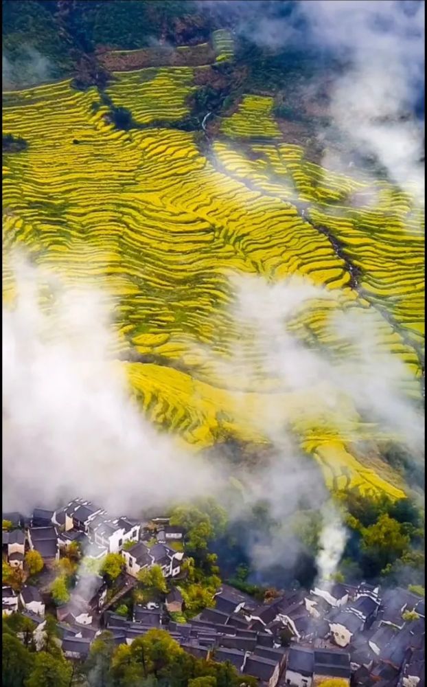 油菜花,婺源县,国家历史文化名城,梯田,篁岭