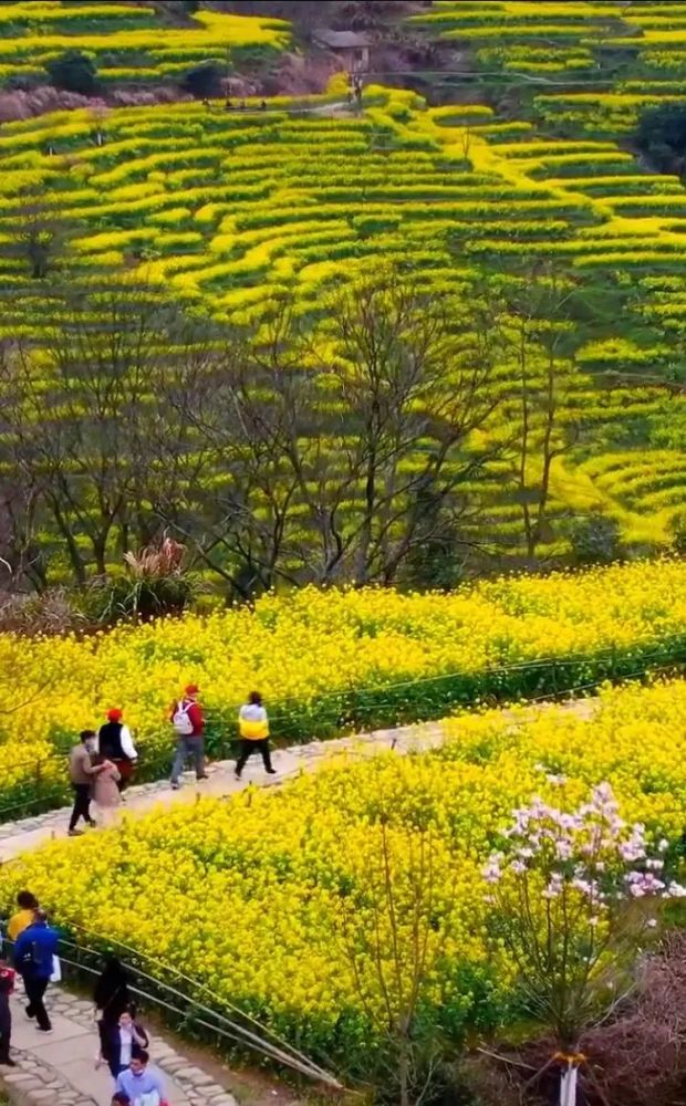 油菜花,婺源县,国家历史文化名城,梯田,篁岭