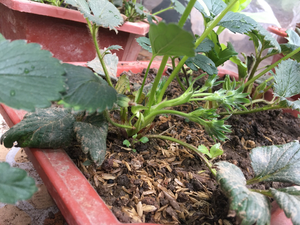 草莓苗在刚种到花盆里的时候,我们知道,是不可以直接给它施肥的,容易