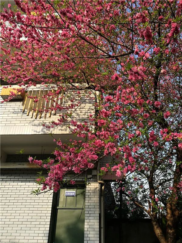 内江市市中区电建初级中学 娇艳的花儿馥郁芬芳 宛若一张张甜美绽放