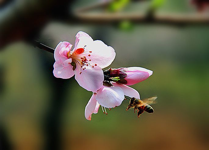 桃花,大青山,桃花溪