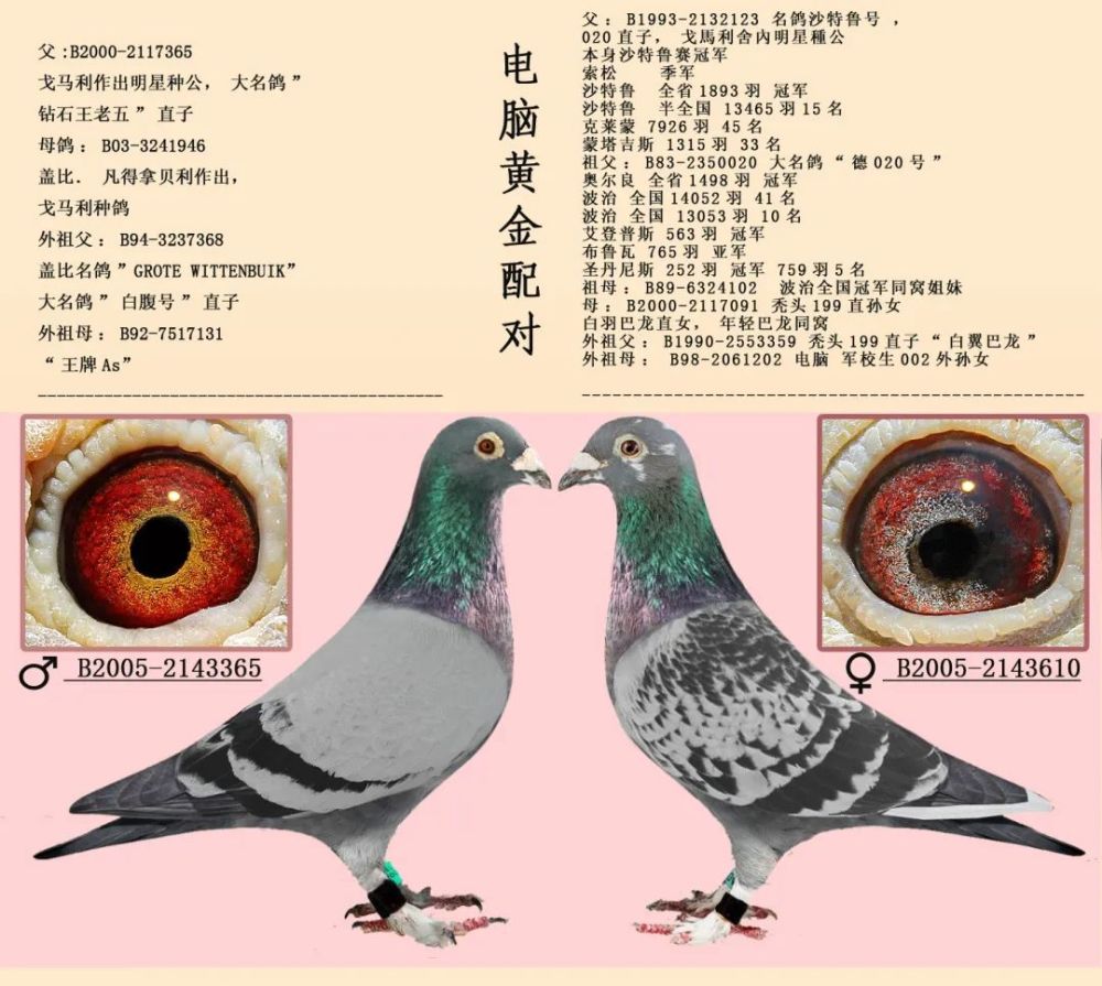 16组超级黄金配对例子,血统鸽眼体型解析,供你学习!