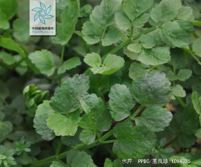 毒,水芹菜,重大,注意,野生