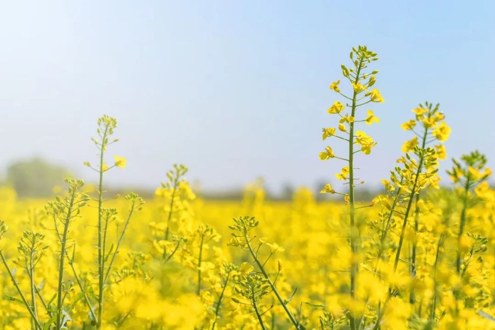 未来几天最高气温可达25℃!成都周边油菜花实拍大片来啦!