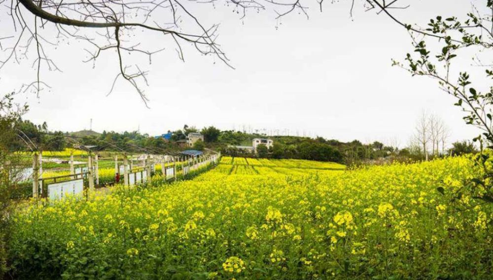 巴山夜雨休闲旅游景区油菜花田