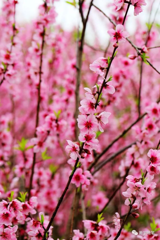 文 图桃花朵朵开