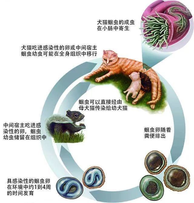 汉维学院 犬蛔虫病