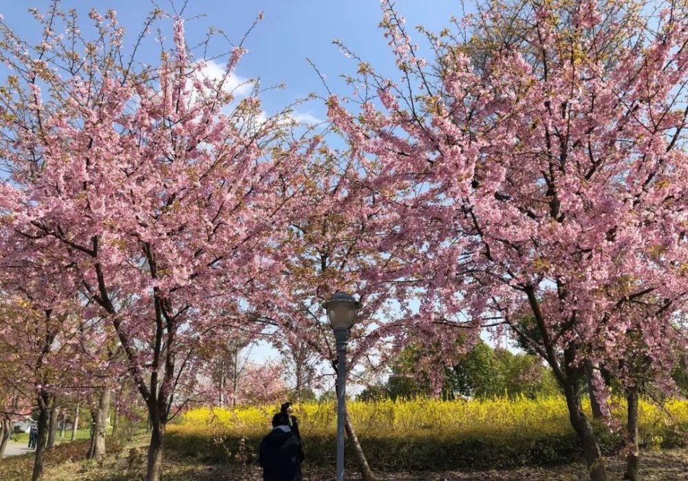 顾村公园开园后的樱花美景照,大片樱花观赏时期预计在