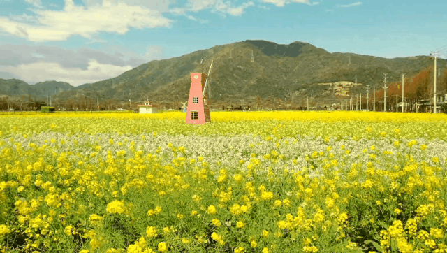 平阳绝美油菜花绚烂上线,惊艳整个春天!