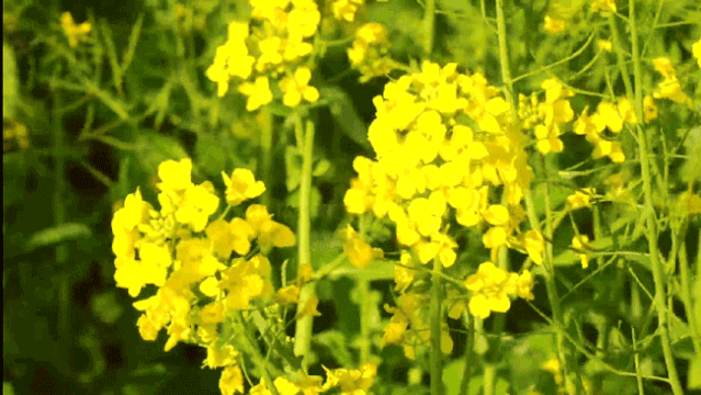 平阳绝美油菜花绚烂上线惊艳整个春天