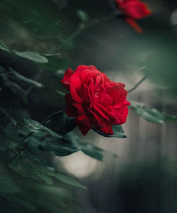 心理测试:4朵玫瑰花选择一朵,一秒测出你暗恋的人是否