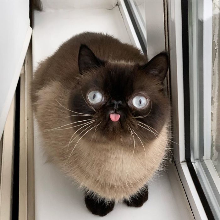 别说你会拍照 很可能还不如 这只会吐舌头的猫 看点快报