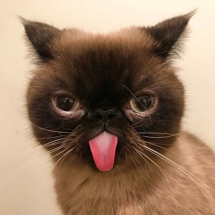 别说你会拍照 很可能还不如 这只会吐舌头的猫 看点快报