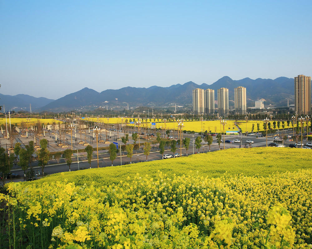 现代城市中的油菜花海——观赏重庆市复盛高铁站的油菜花