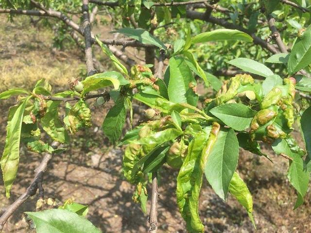 桃树落花后开始长叶,需严防缩叶病,有助于提高桃子座果率