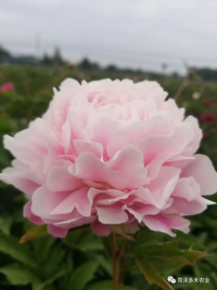 1,光照充足:芍药是喜光植物,生长期接受充足的光照有利于花芽的分化