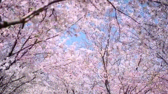 七彩花田,落樱缤纷.丰乐樱花园等你去探寻春天的足迹!