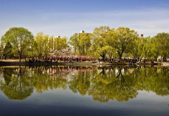 樱花,玉渊潭公园,北京玉渊潭公园,公园,樱花园