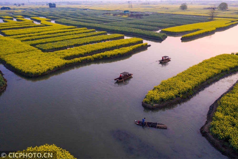 2020年3月18日,在江苏泰州兴化市千垛菜花景区拍摄的盛开的油菜花