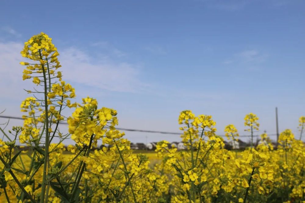 第一次见,海宁200亩五彩油菜花海盛开,惊艳无比!地址