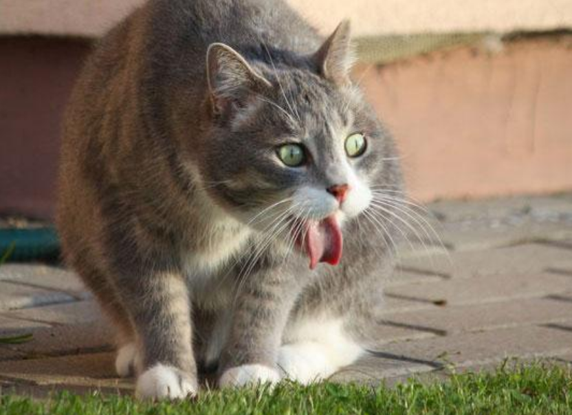 橘猫,猫咪,可爱,呕吐,喵星人