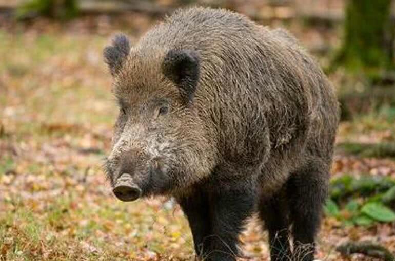 日本福岛核辐射过了9年,生物变种千奇百怪,野猪变异长相吓人