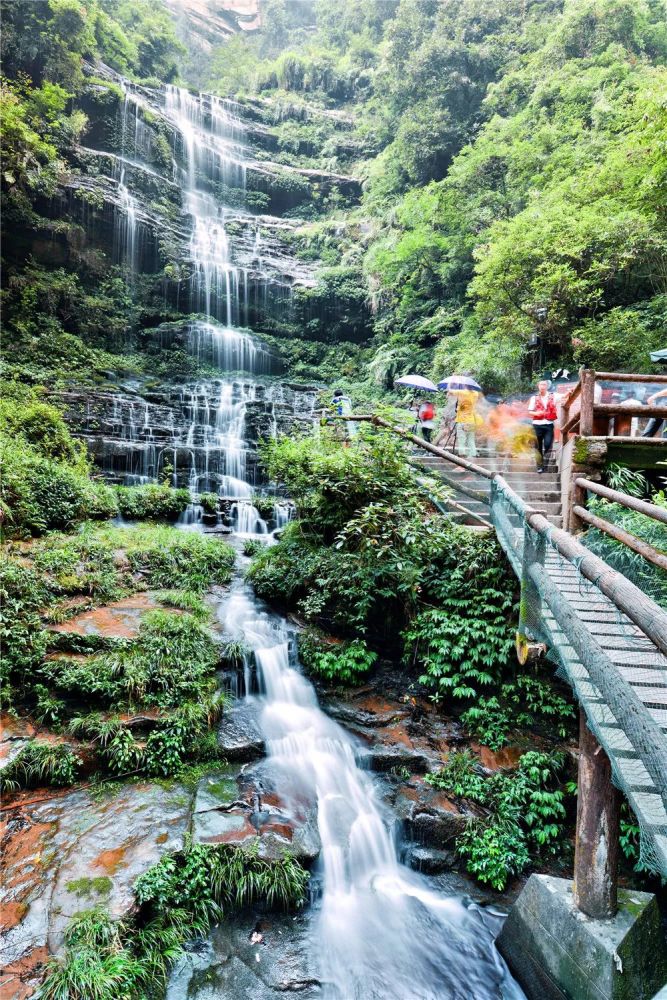 大熊猫基地,碧峰峡,景区,门票,峡谷,身份证