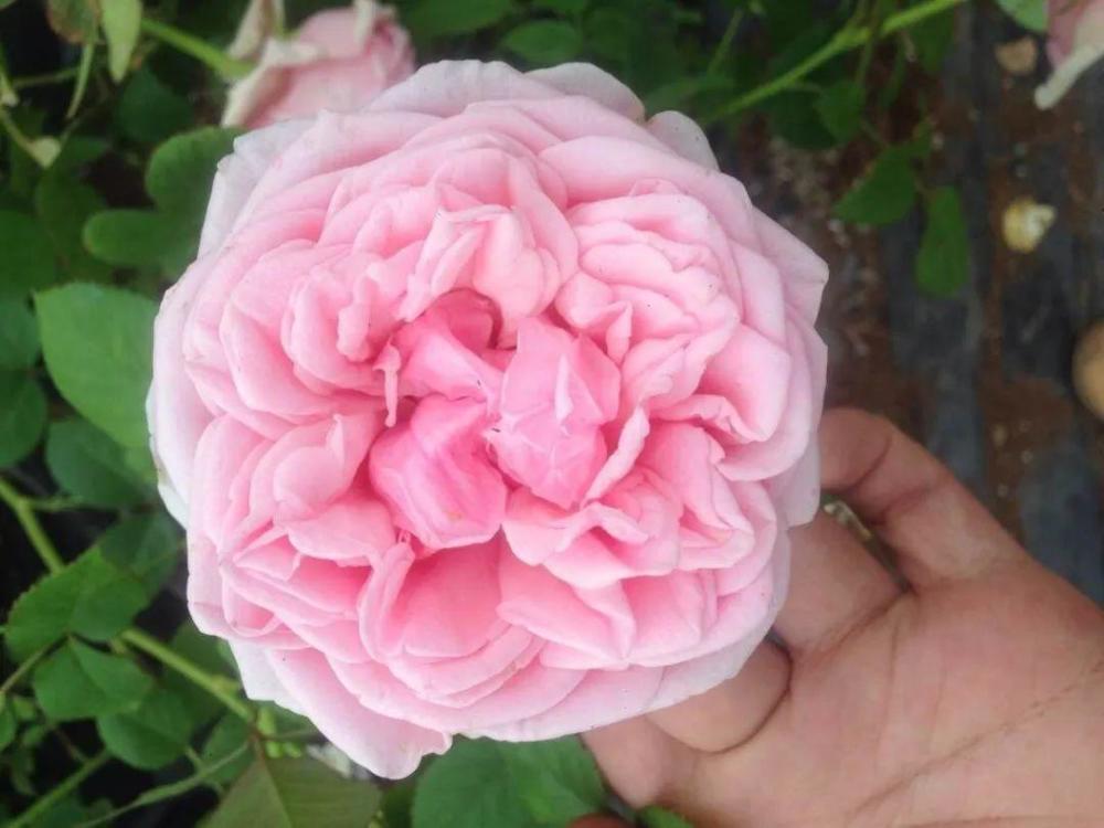 烟花波浪:盛开的花朵像是菊花一样,而且花朵边缘带褶皱,看上去像波浪