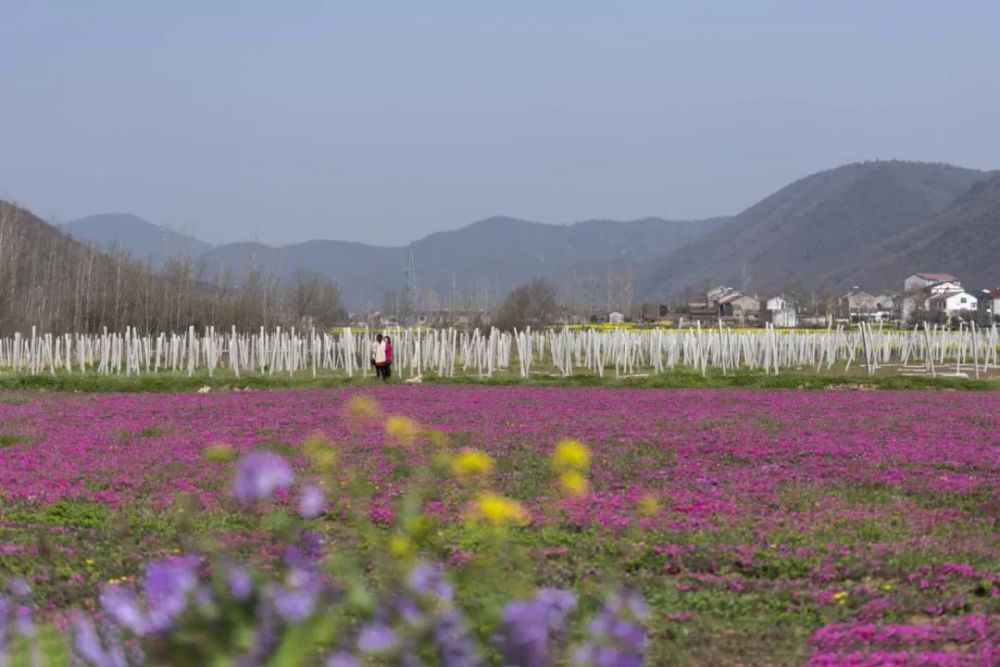 襄阳9大赏花圣地,线上打卡同样不负