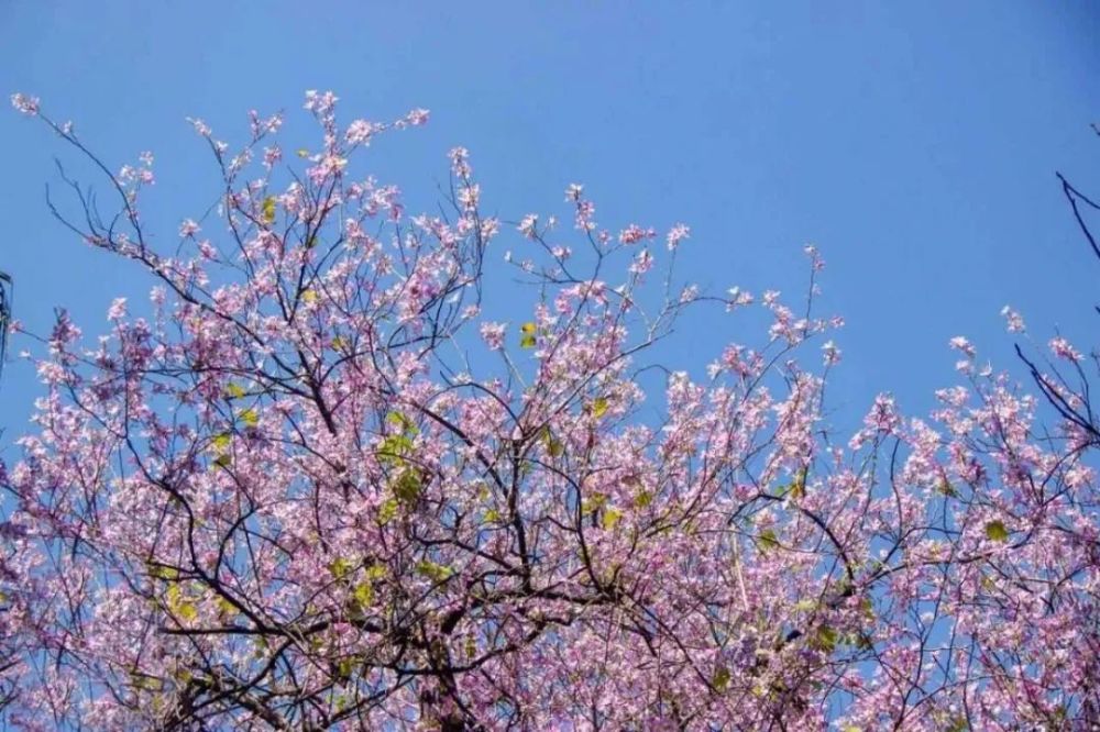柳州,紫荆花,市民广场