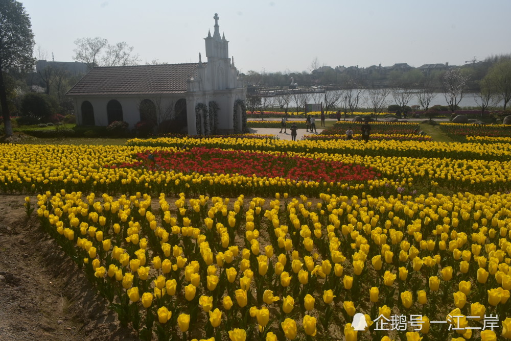 绍兴市上虞区海上花田免费开放中