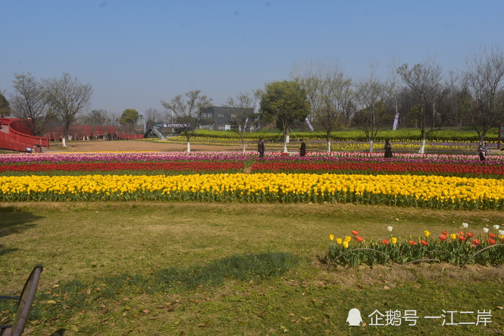 绍兴市上虞区海上花田免费开放中