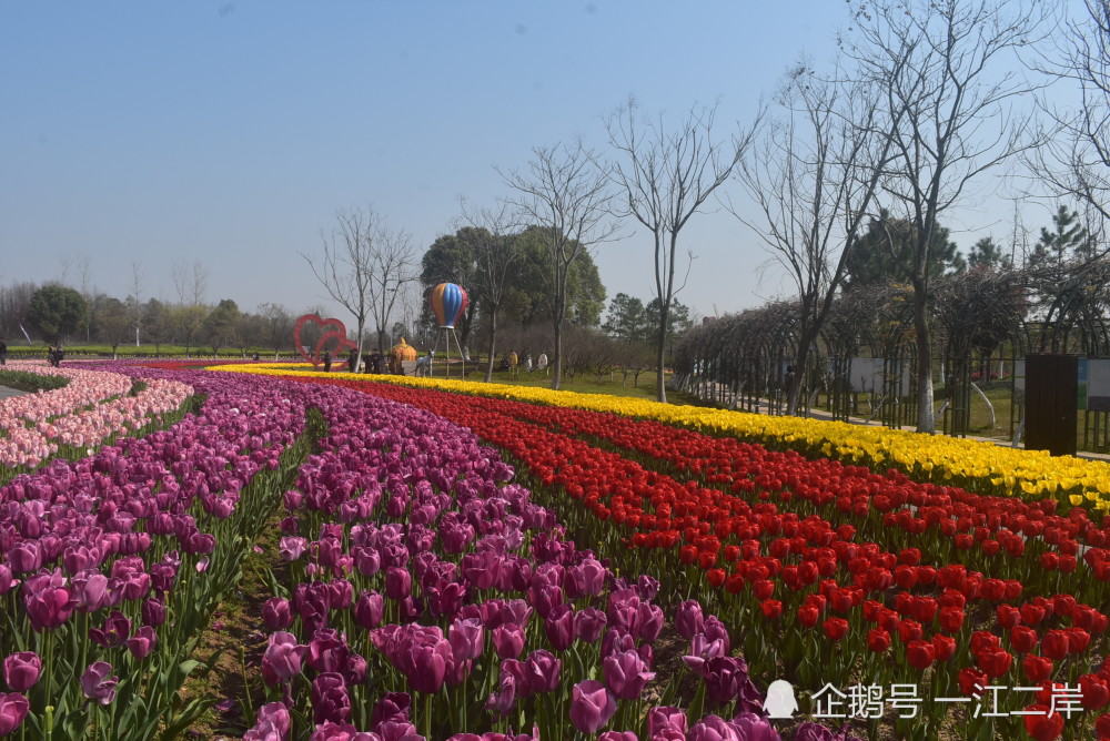 绍兴市上虞区海上花田免费开放中